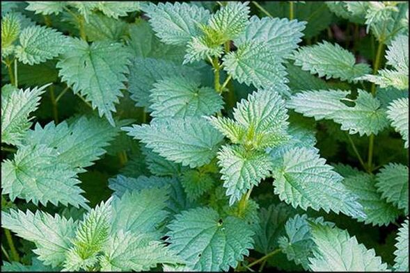 Ang Nettle ay isang katutubong lunas na nagpapabuti sa sekswal na pag -andar ng lalaki